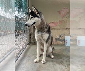 Alaskan Malamute Dogs for adoption in Apple Valley, CA, USA