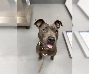 American Pit Bull Terrier Dogs for adoption in Peoria, IL, USA