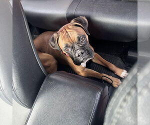 Boxer Dogs for adoption in Dumont, NJ, USA