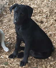 Lab-Pointer Dogs for adoption in Garner, NC, USA