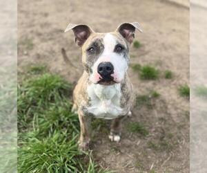 American Pit Bull Terrier-Unknown Mix Dogs for adoption in Modesto, CA, USA