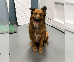 Golden Retriever-Unknown Mix Dogs for adoption in South Bend, IN, USA