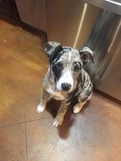 Catahoula Leopard Dog-Unknown Mix Dogs for adoption in Lindale , TX, USA