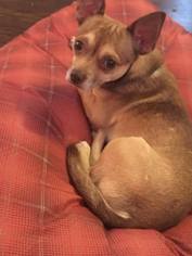 Chihuahua Dogs for adoption in Northport, AL, USA
