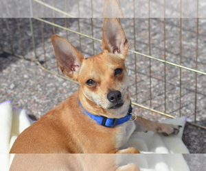 Medium Photo #1 Chihuahua Puppy For Sale in Colorado Springs, CO, USA