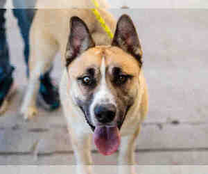 Akita Dogs for adoption in Martinez, CA, USA