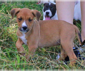 Medium Photo #1 Bulloxer Puppy For Sale in Eureka Springs, AR, USA