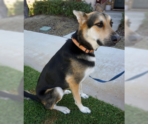 German Shepherd Dog-Siberian Husky Mix Dogs for adoption in Ventura, CA, USA