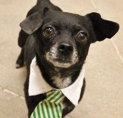 Chihuahua Dogs for adoption in Las Vegas, NV, USA