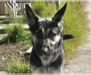German Shepherd Dog Dogs for adoption in Martinez, CA, USA