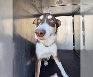 Huskies -Unknown Mix Dogs for adoption in San Antonio, TX, USA