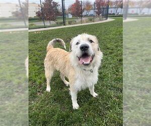 Old English Sheepdog-Unknown Mix Dogs for adoption in Elk Grove, CA, USA