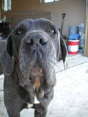 Neapolitan Mastiff Dogs for adoption in PIPE CREEK, TX, USA