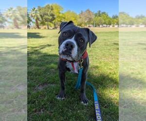 American Pit Bull Terrier-Unknown Mix Dogs for adoption in Las Vegas, NV, USA
