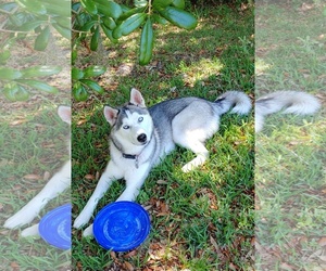 Siberian Husky Dogs for adoption in Oviedo, FL, USA