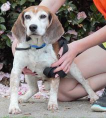 Beagle Dogs for adoption in Columbus, GA, USA