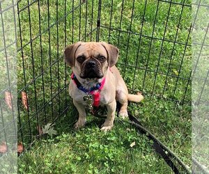 Puggle Dogs for adoption in St. Louis Park, MN, USA