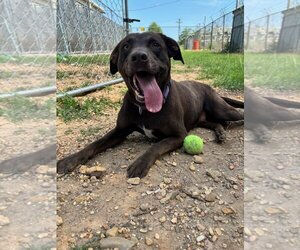 Labrador Retriever-Unknown Mix Dogs for adoption in Monticello, MS, USA