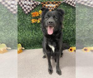 Border Collie-Unknown Mix Dogs for adoption in Grasswood, Saskatchewan, Canada