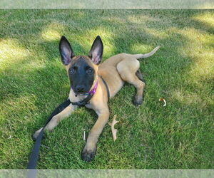 Mutt Dogs for adoption in Imlay City, MI, USA