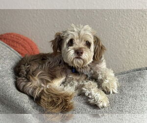 Poovanese Dogs for adoption in Phoenix, AZ, USA