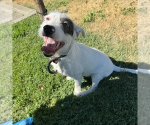 Mutt Dogs for adoption in Modesto, CA, USA