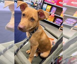 Labrador Retriever-Unknown Mix Dogs for adoption in Baytown, TX, USA