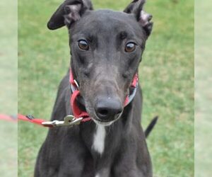 Greyhound Dogs for adoption in Grandville, MI, USA