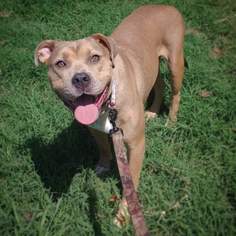 Bullmasador Dogs for adoption in Bostic, NC, USA