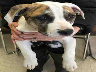 Boxer Dogs for adoption in Lodi, CA, USA