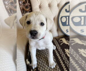 Mutt Dogs for adoption in Mundelein, IL, USA