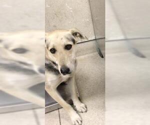 German Shepherd Dog-Unknown Mix Dogs for adoption in Riverside, CA, USA