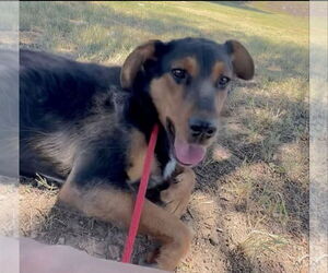 Doberman Pinscher-Unknown Mix Dogs for adoption in Las Vegas, NM, USA