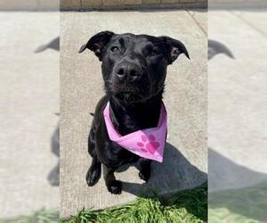Labrador Retriever Dogs for adoption in Tulsa, OK, USA