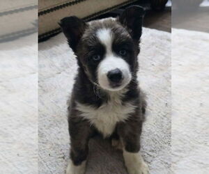 Aussie Siberian Dogs for adoption in Lakewood, CO, USA