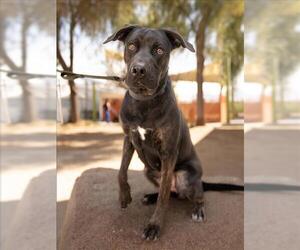 American Bandogge mastiff Dogs for adoption in Las Vegas, NV, USA