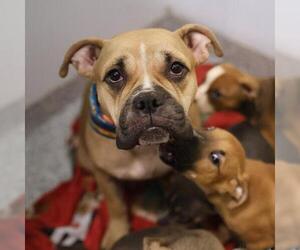 American Staffordshire Terrier Dogs for adoption in San Antonio, TX, USA