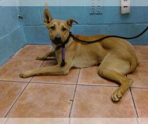German Shepherd Dog-Unknown Mix Dogs for adoption in Downey, CA, USA