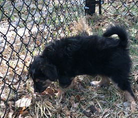 Medium Photo #1 Dachshund Puppy For Sale in Osteen, FL, USA