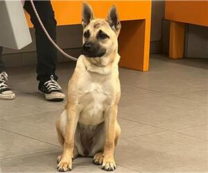 German Shepherd Dog-Unknown Mix Dogs for adoption in Rancho Cucamonga, CA, USA