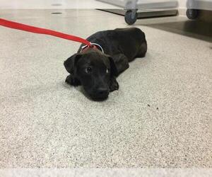 American Pit Bull Terrier Dogs for adoption in Riverside, CA, USA