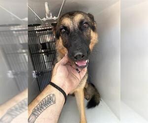 German Shepherd Dog-Unknown Mix Dogs for adoption in Houston, TX, USA