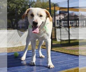 Labrador Retriever-Unknown Mix Dogs for adoption in San Antonio, TX, USA