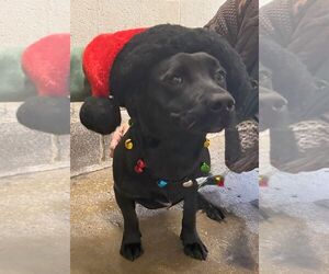 Dachsador Dogs for adoption in Monticello, MS, USA