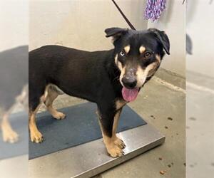 German Shepherd Dog-Unknown Mix Dogs for adoption in Camarillo, CA, USA