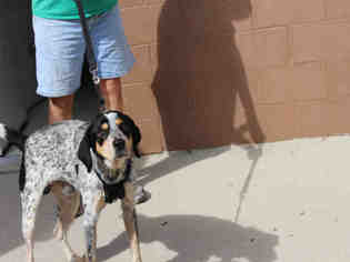 Bluetick Coonhound-Unknown Mix Dogs for adoption in Bowling Green, OH, USA