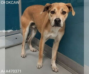 Mutt Dogs for adoption in Oklahoma City, OK, USA