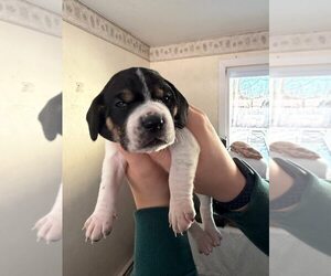 Beagle-Unknown Mix Dogs for adoption in New York, NY, USA