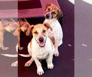 Beagle-Pointer Mix Dogs for adoption in Long Beach, CA, USA