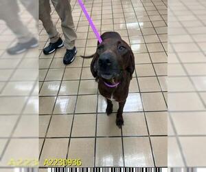 Plott Hound Dogs for adoption in West Palm Beach, FL, USA